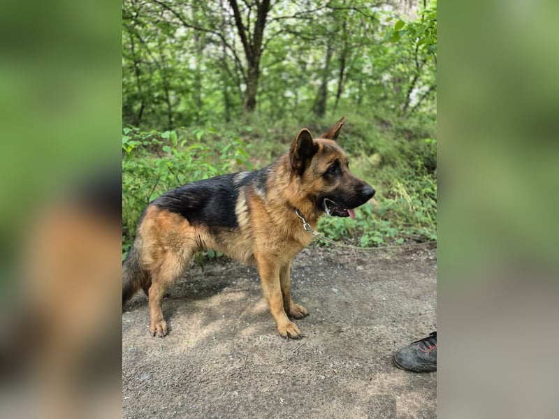 Zigi, geb. 15.03.2025, 60 cm, sucht seine Menschen