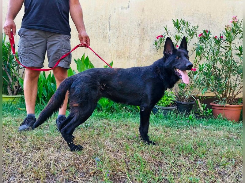Nila, geboren 16.11.2024, 60cm sucht ihr Zuhause