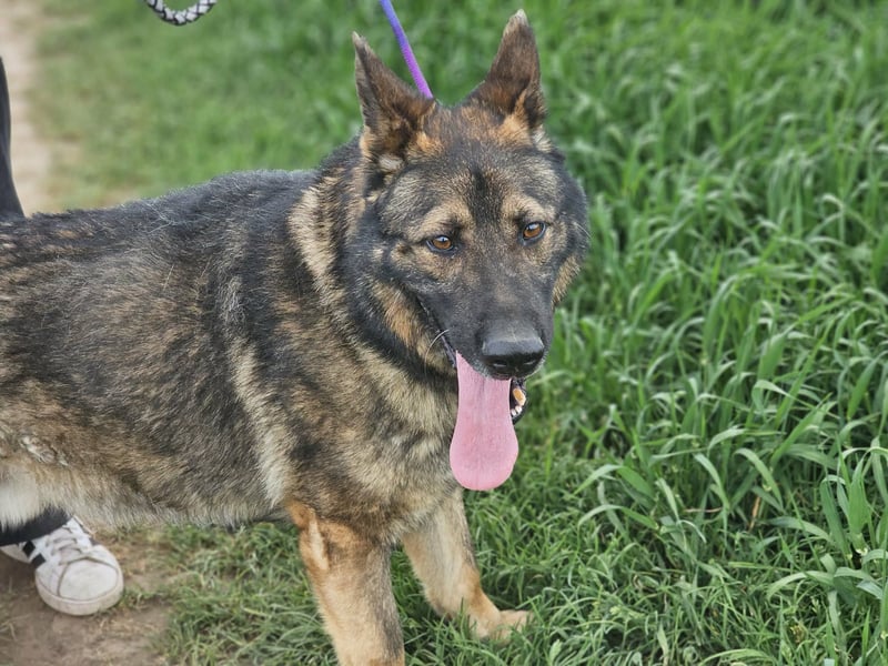 Zeus, geboren 16.12.2019, 58cm sucht sein für immer Zuhause