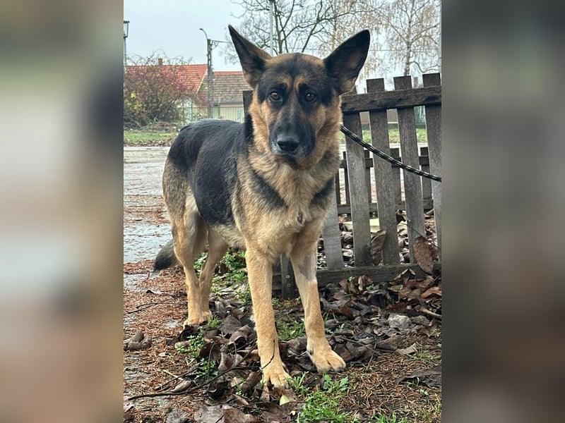 Freya, geboren 01.11.2023, 58cm sucht liebevolles Zuhause