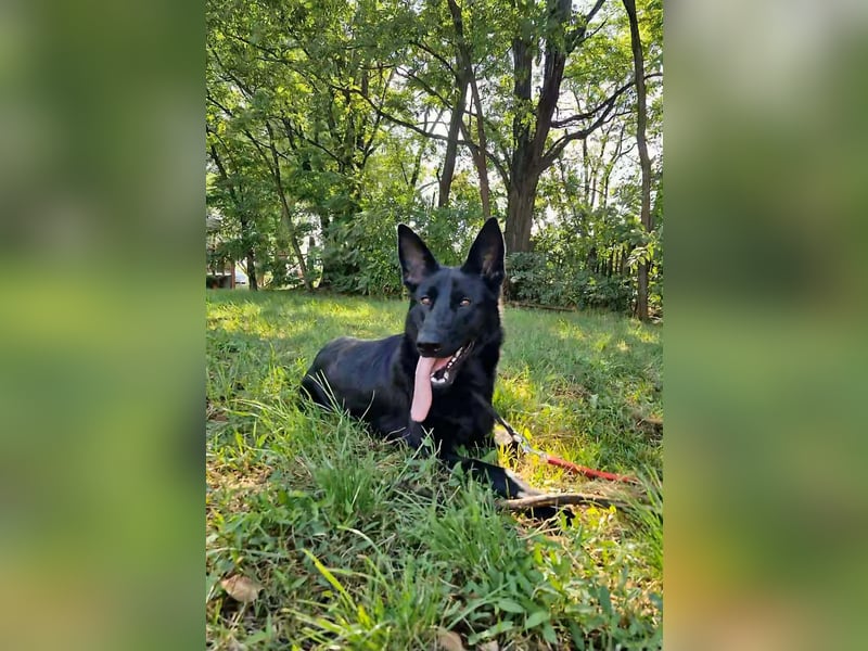 Nila, geboren 16.11.2024, 60cm sucht ihr Zuhause