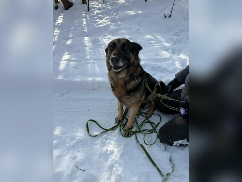 Jerry, geboren 2018, 57cm sucht Für-immer-Zuhause