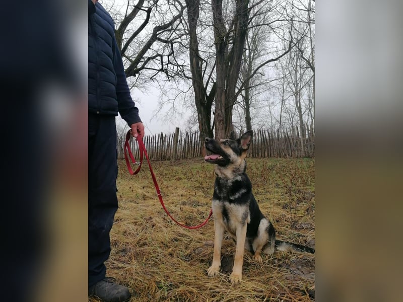 Dezi, geboren 01.03.2023, 63cm sucht ihr Zuhause