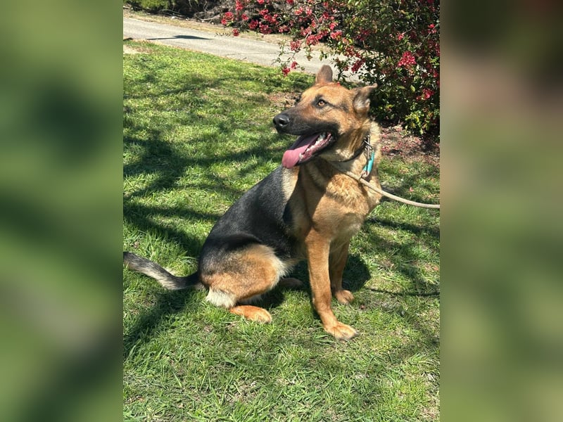 Sky, geboren 15.06.2025, 60cm sucht ihre Menschen