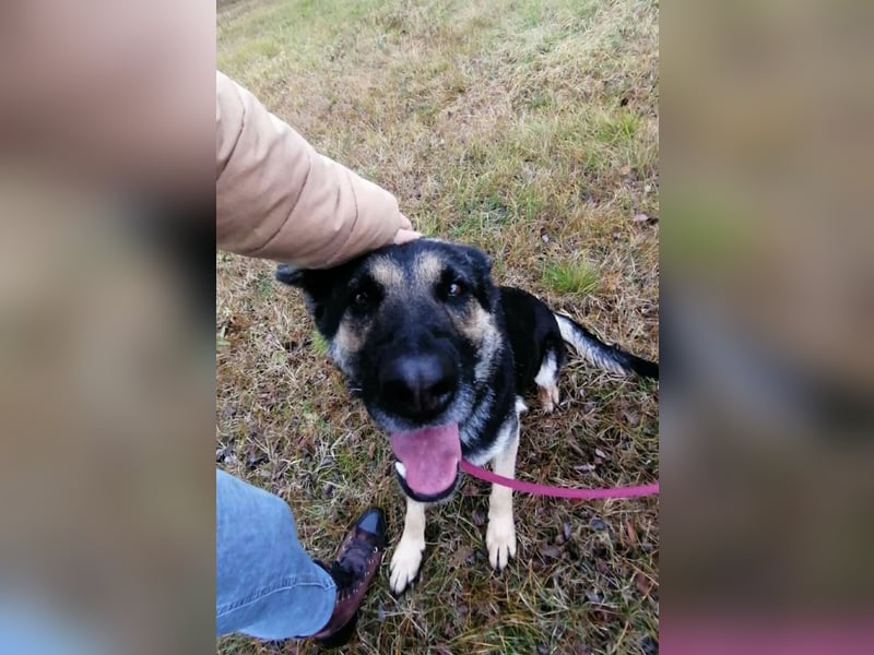 Dezi, geb. 03.2023, 63cm sucht ihr Zuhause