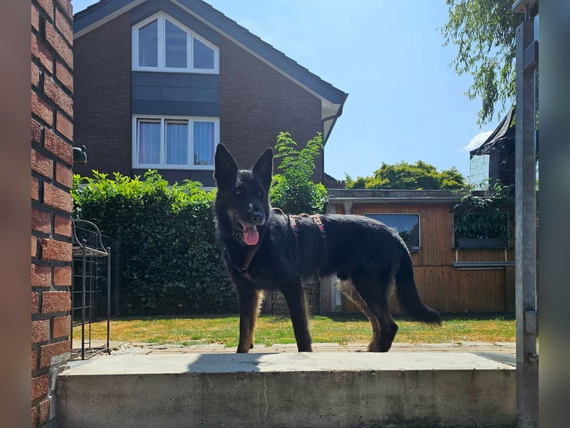Onix, geboren 01.02.2019, 63cm sucht sein Happy End