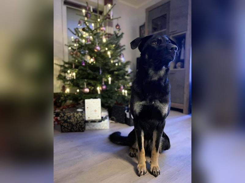 Kiba, geboren 01.07.2023, 55cm sucht neuen Wirkungskreis