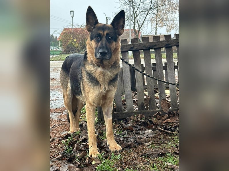 Freya, geboren 01.11.2023, 58cm sucht liebevolles Zuhause