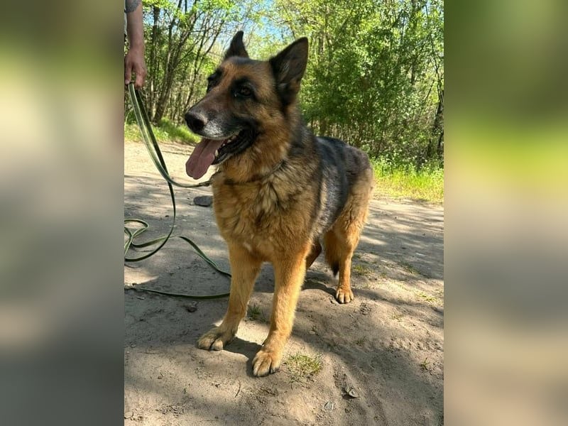 Rexi, ca. 4 Jahre, 60 cm, möchte sein Herz verschenken