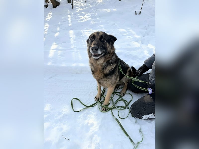 Jerry, geboren 2018, 57cm sucht Für-immer-Zuhause