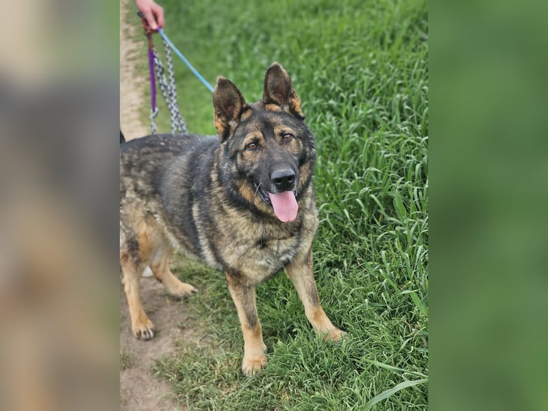 Zeus, geboren 16.12.2019, 58cm sucht sein für immer Zuhause