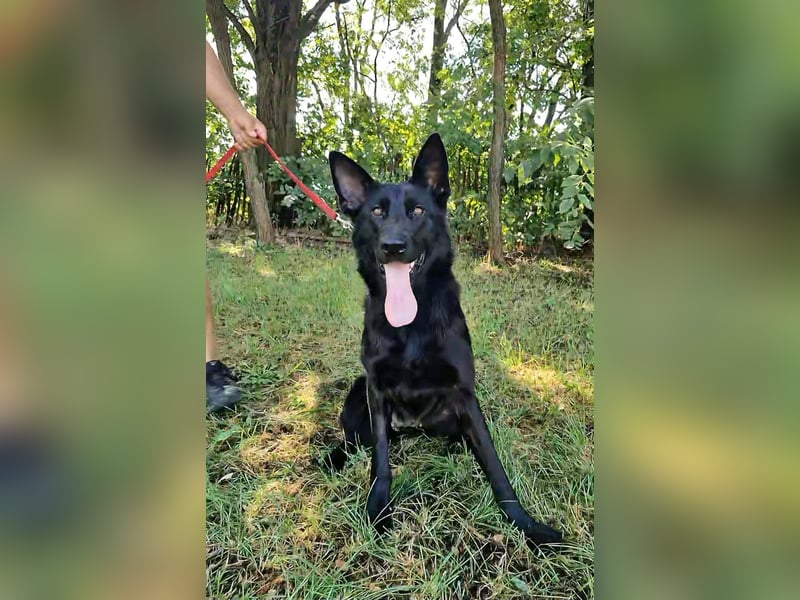 Nila, geboren 16.11.2024, 60cm sucht ihr Zuhause