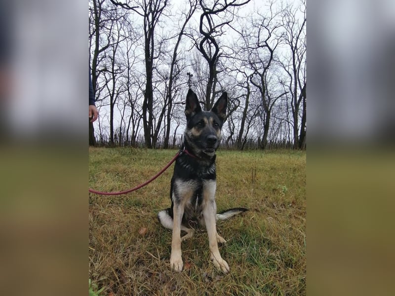 Dezi, geb. 03.2023, 63cm sucht ihr Zuhause