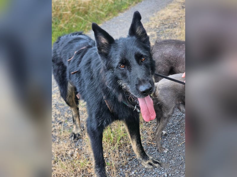 Onix, geboren 01.02.2019, 63cm sucht sein Happy End