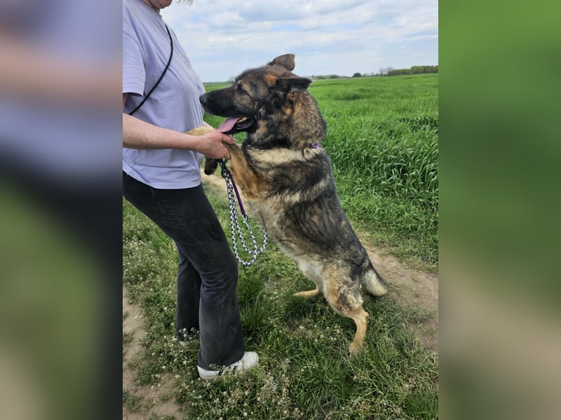 Zeus, geboren 16.12.2019, 58cm sucht sein für immer Zuhause