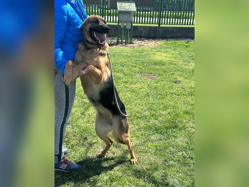 Sky, geb. 06.2025, 60cm sucht ihre Menschen