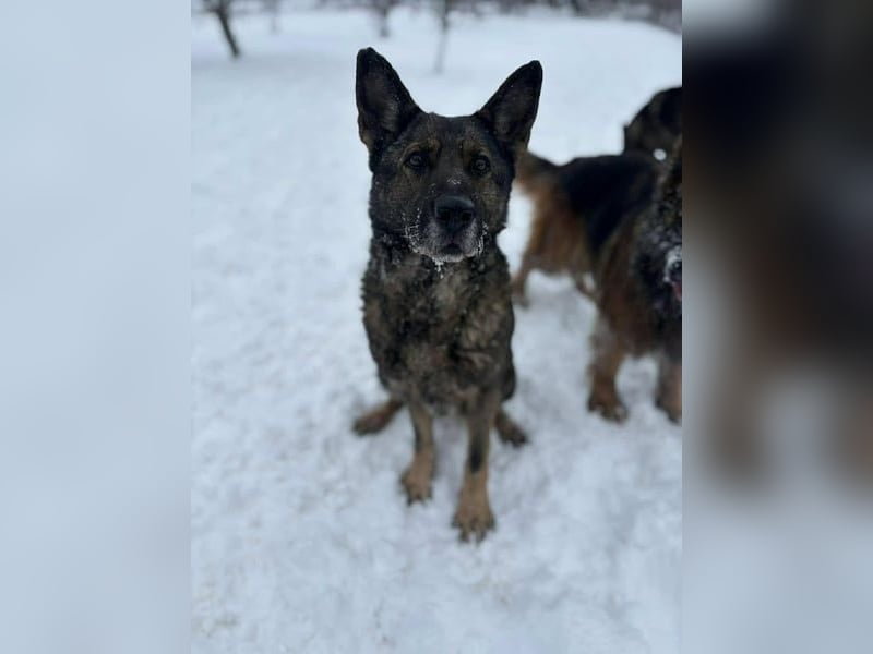 Dalma, 9 Jahre, 58 cm, wünscht sich ein eigenes Zuhause