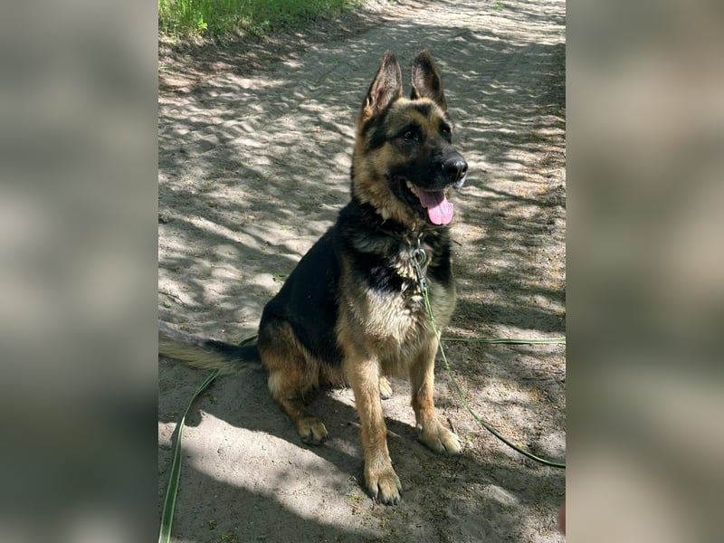 Ciklon, geb. 2022, sucht erfahrenes zu Hause