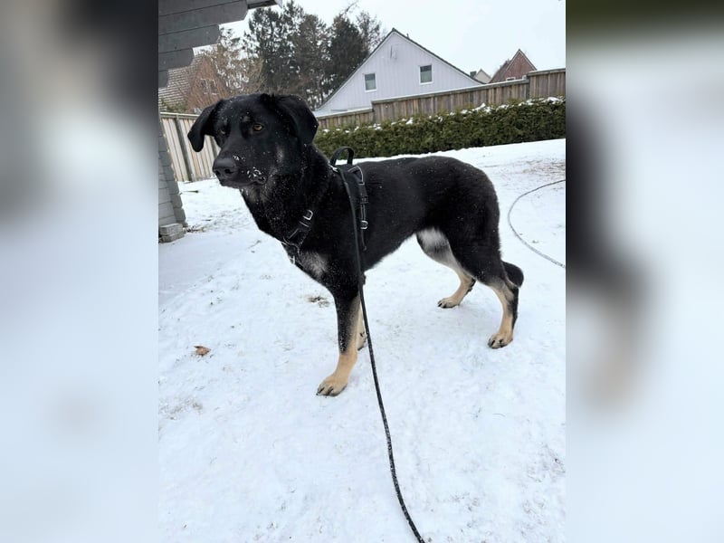 Kiba, geboren 01.07.2023, 55cm sucht neuen Wirkungskreis