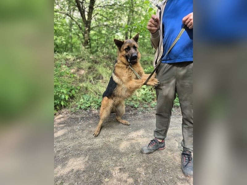 Zigi, geb. 15.03.2025, 60 cm, sucht seine Menschen