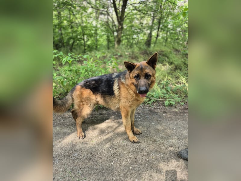 Zigi, geb. 15.03.2025, 60 cm, sucht seine Menschen