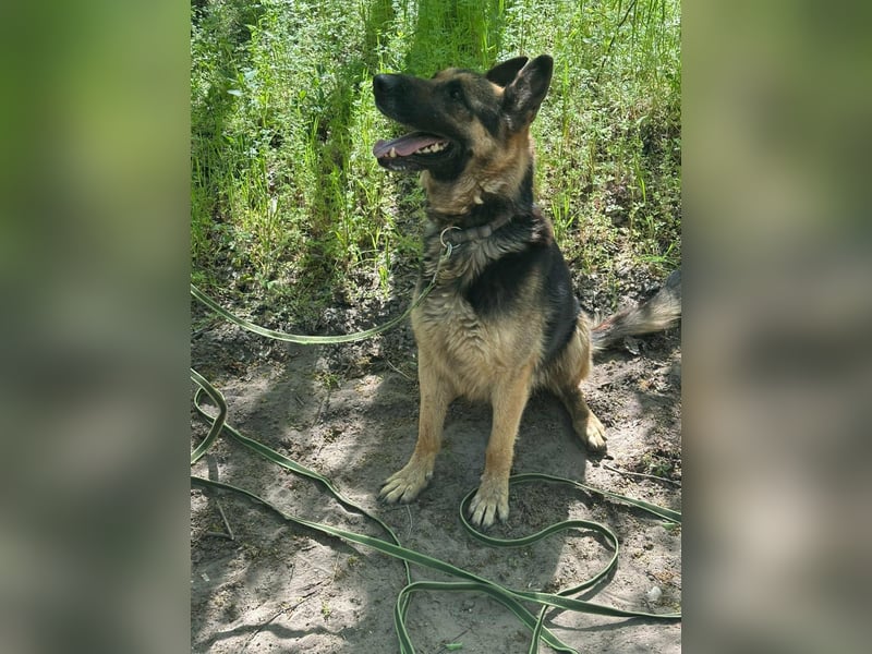 Ciklon, geb. 2022, sucht erfahrenes zu Hause