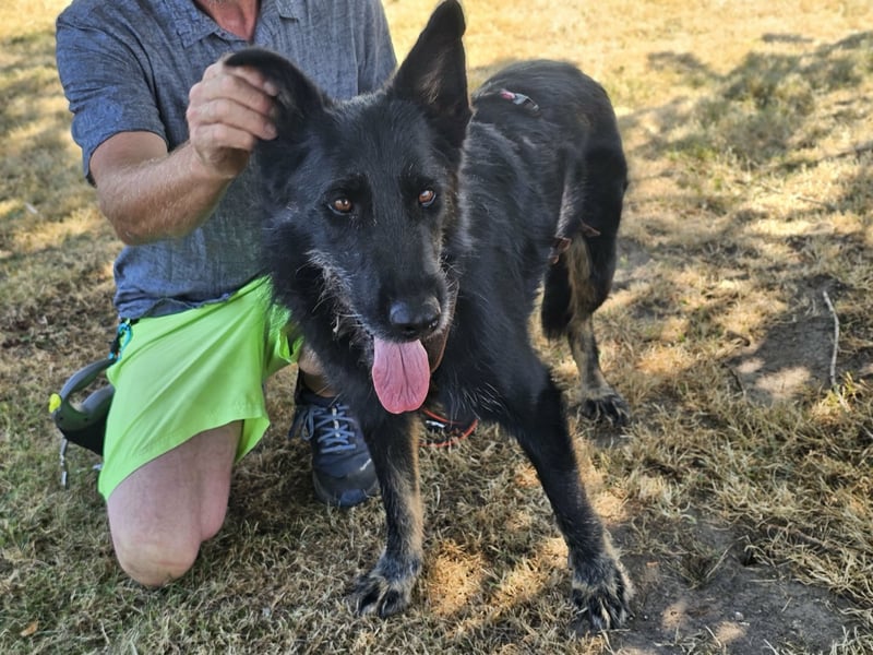 Onix, geboren 01.02.2019, 63cm sucht sein Happy End