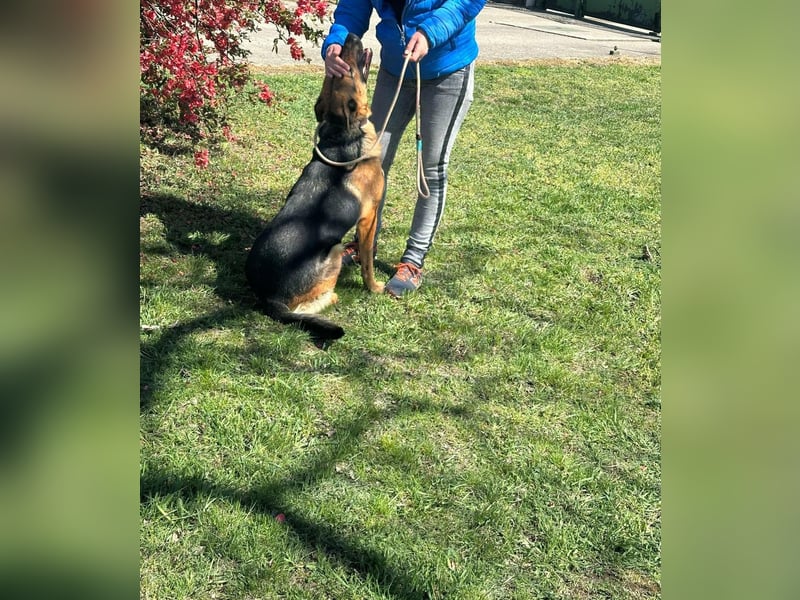 Sky, geboren 15.06.2025, 60cm sucht ihre Menschen