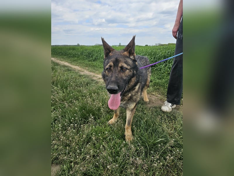 Zeus, geboren 16.12.2019, 58cm sucht sein für immer Zuhause