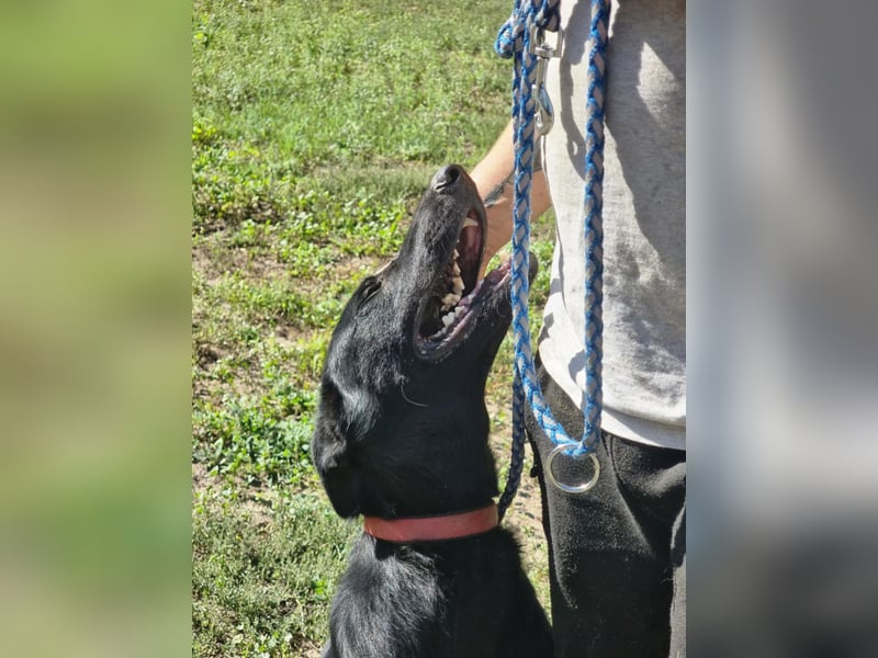 Lupin, geboren 01.12.2023, 60cm sucht seine Aufgabe