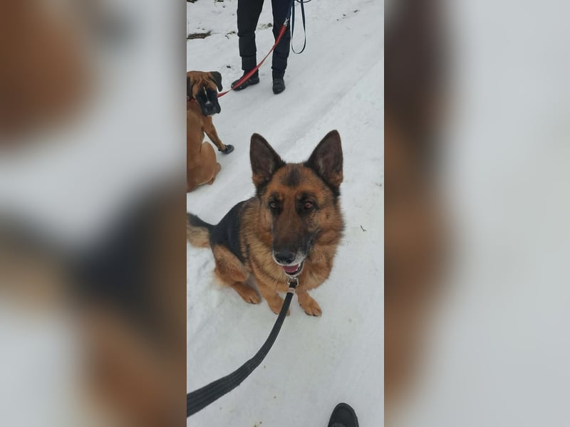 Rexi, geb. 03.2022, 60 cm, sucht seine Wegbegleiter