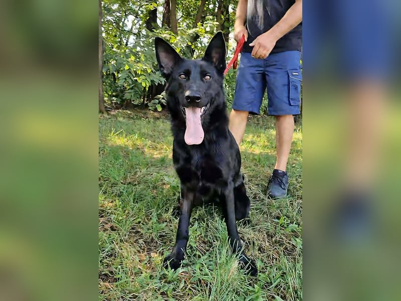 Nila, geboren 16.11.2024, 60cm sucht ihr Zuhause