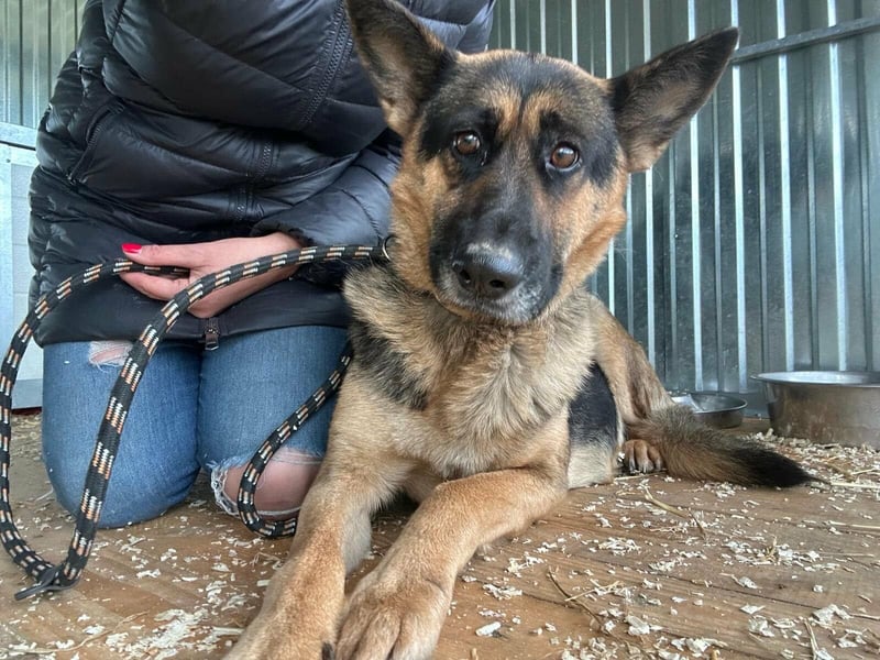 Freya, geboren 01.11.2023, 58cm sucht liebevolles Zuhause