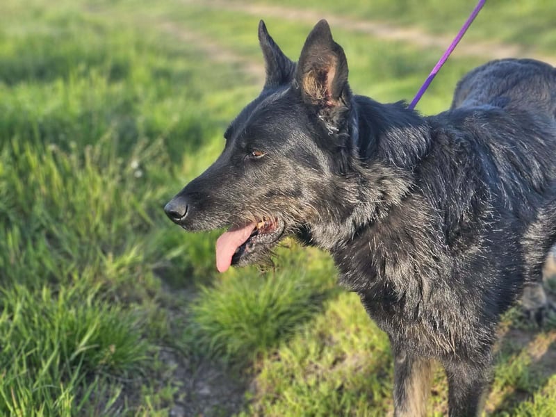 Onix, geboren 01.02.2019, 63cm sucht sein Happy End