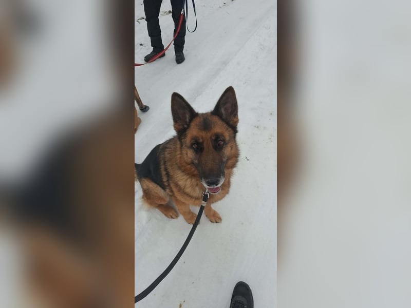 Rexi, geb. 03.2022, 60 cm, sucht seine Wegbegleiter