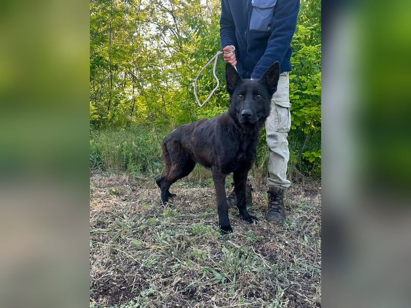 Nila, geboren 16.11.2024, 60cm sucht ihr Zuhause