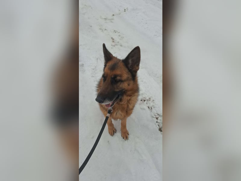 Rexi, 4 Jahre, 60cm sucht seine Menschen