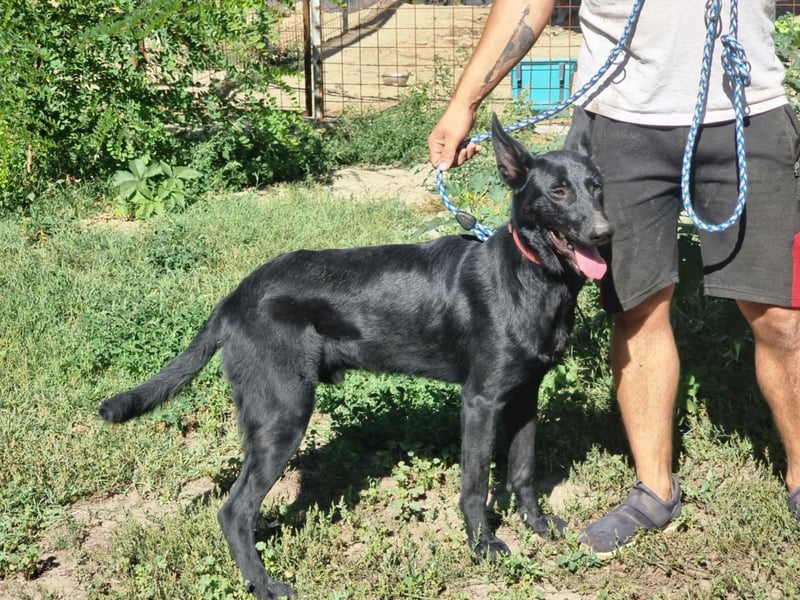 Lupin, geboren 01.12.2023, 60cm sucht seine Aufgabe