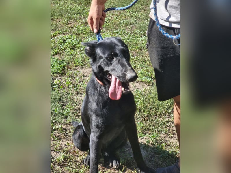 Lupin, geboren 01.12.2023, 60cm sucht seine Aufgabe