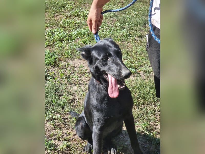 Lupin, geboren 01.12.2023, 60cm sucht seine Aufgabe