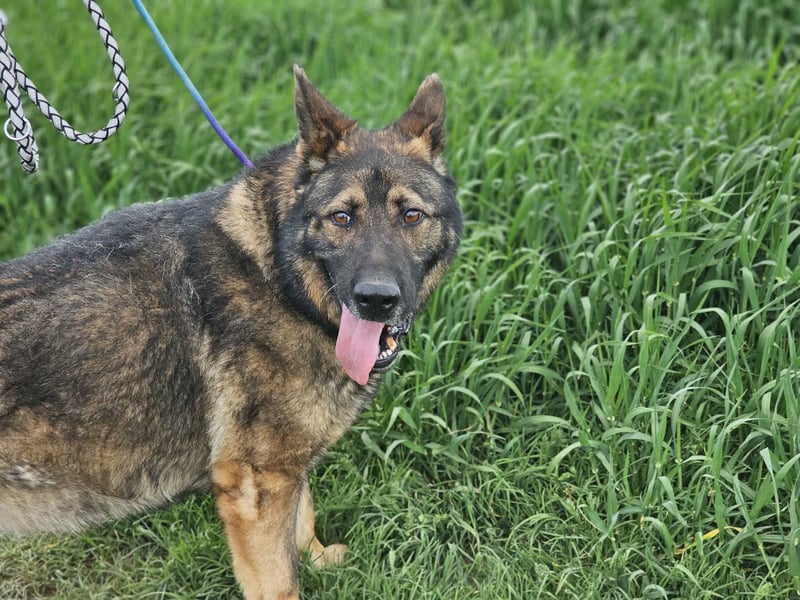 Zeus, geboren 16.12.2019, 58cm sucht sein für immer Zuhause