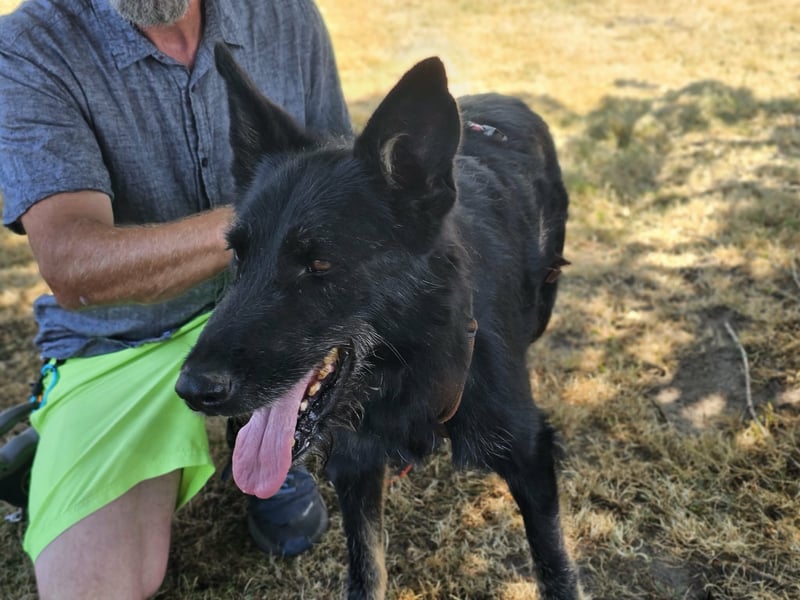 Onix, geboren 01.02.2019, 63cm sucht sein Happy End