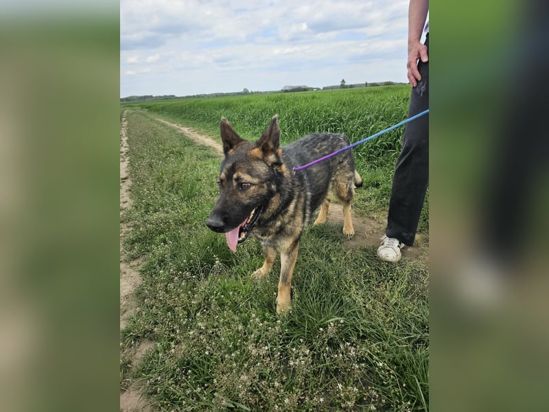 Zeus, geboren 16.12.2019, 58cm sucht sein für immer Zuhause