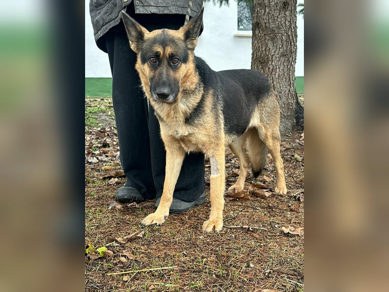 Freya, geboren 01.11.2023, 58cm sucht liebevolles Zuhause