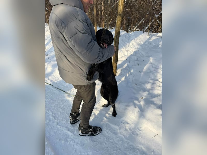 Lupin, geboren 01.12.2023, 60cm sucht seine Aufgabe