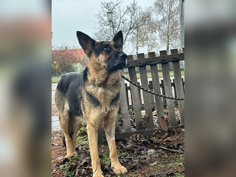 Freya, geboren 01.11.2023, 58cm sucht liebevolles Zuhause