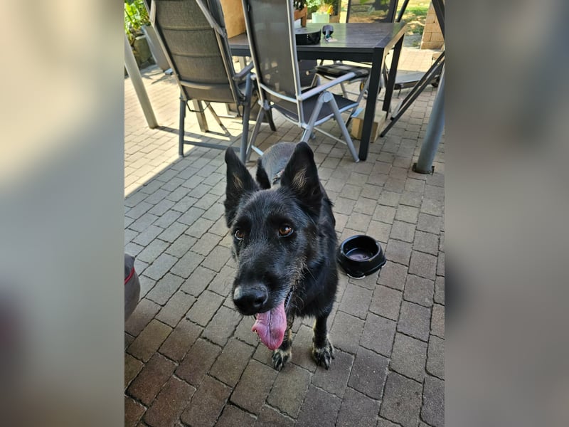 Onix, geboren 01.02.2019, 63cm sucht sein Happy End