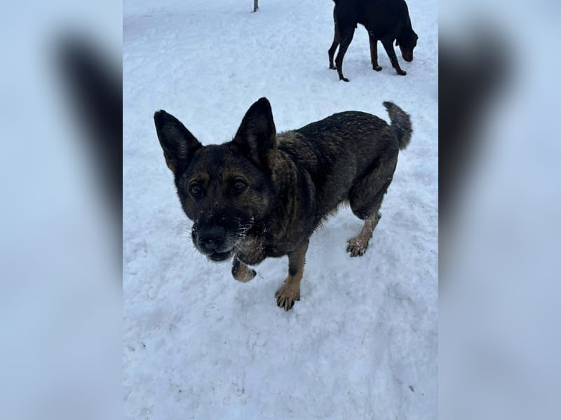 Dalma, 9 Jahre, 58 cm, wünscht sich ein eigenes Zuhause