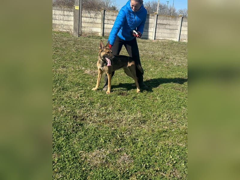Zoya, geb. 10.2023, 63cm sucht ihre Menschen