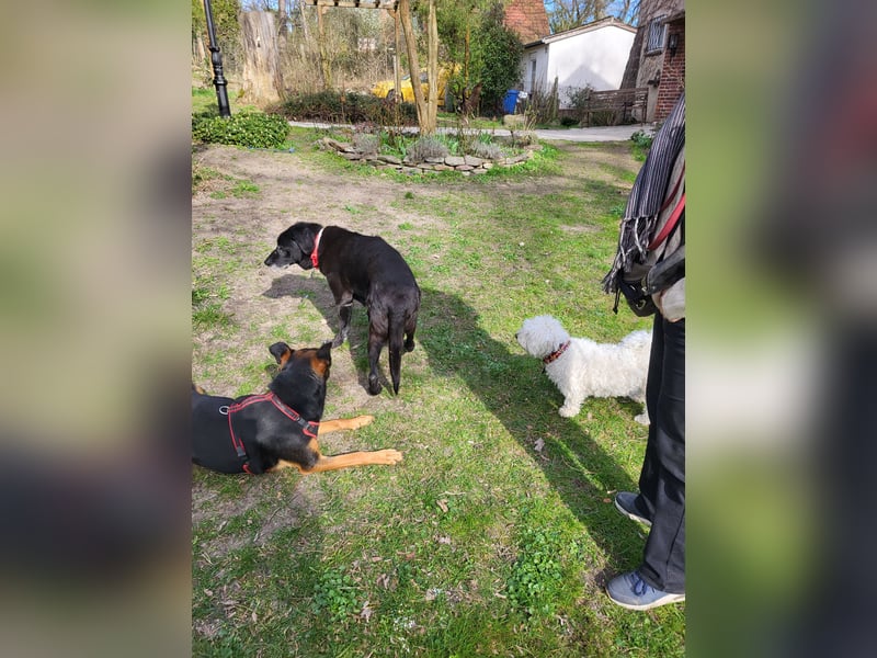 Anhängliche Schäfi-Mix-Hündin